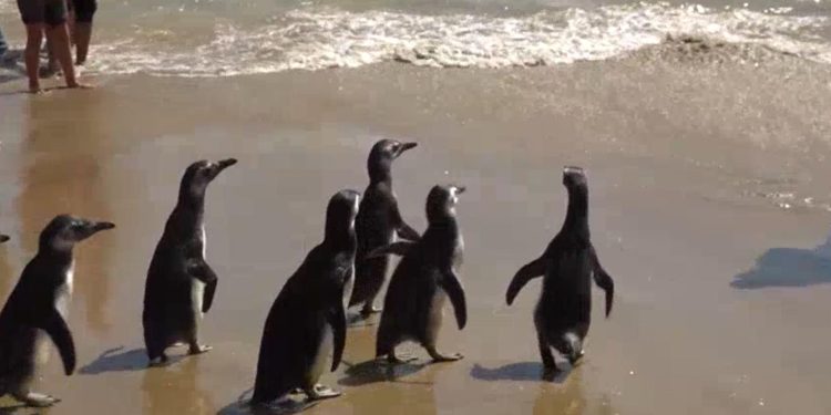 Socobioma liberó nueve pingüinos en la Playa Mansa