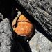 Vecinos preocupados tras el hallazgo de segunda granada en la costa de Maldonado