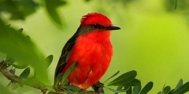 Pueblo Edén celebrará la segunda Fiesta del Churrinche