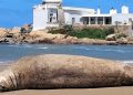 Autoridades monitorean a la elefanta marina que descansa en la costa de José Ignacio
