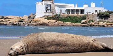 Autoridades monitorean a la elefanta marina que descansa en la costa de José Ignacio