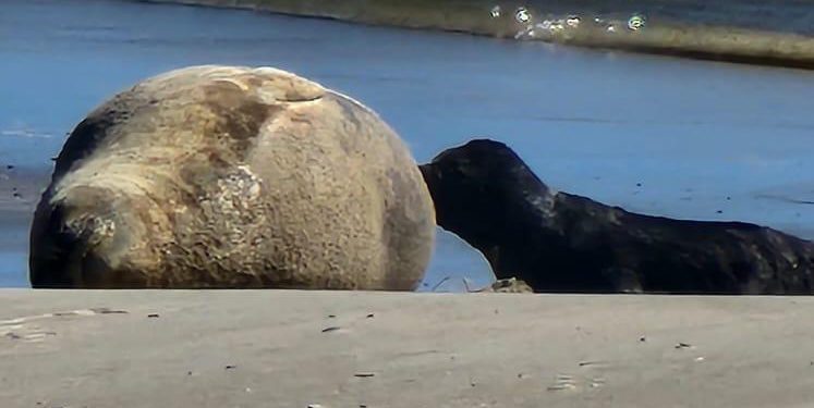 A tres semanas del nacimiento del ejemplar de elefante marino piden último esfuerzo y exhortan a mantener distancia, así como también destacan trabajo conjunto