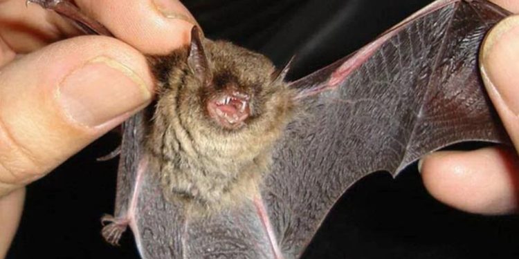 Confirman diagnóstico de murciélago positivo al virus rábico