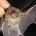 Confirman diagnóstico de murciélago positivo al virus rábico