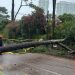 Consecuencias del temporal: Cientos sin luz y árboles caídos