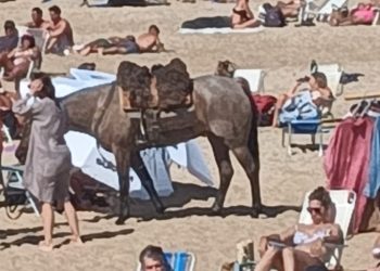 Bajó a caballo a la playa y fue observado por guardavidas