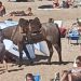 Bajó a caballo a la playa y fue observado por guardavidas