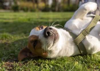 Maldonado refuerza las castraciones caninas gratuitas para promover la tenencia responsable