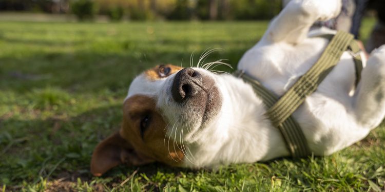 Maldonado refuerza las castraciones caninas gratuitas para promover la tenencia responsable