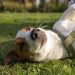 Maldonado refuerza las castraciones caninas gratuitas para promover la tenencia responsable