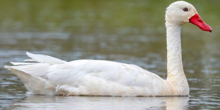 Gripe aviar se extendió a Canelones: confirmaron el primer caso en un cisne