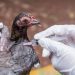 Declaran emergencia sanitaria en todo el país por influenza aviar H5
