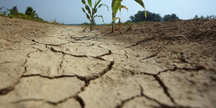 MGAP declaró emergencia agropecuaria: Maldonado está entre los departamentos más afectados