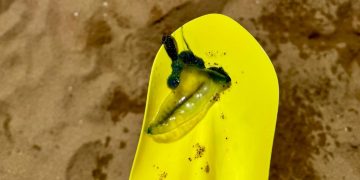 Aparición de Fragata Portuguesa en Playa Mansa