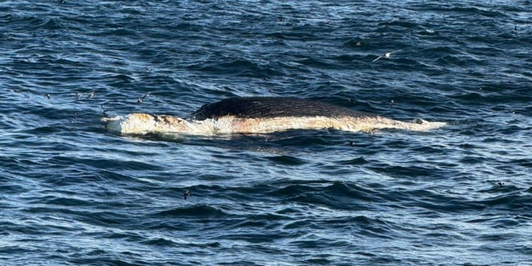 Denuncian haber encontrado ballena muerta cerca de donde se realiza prospección sísmica 