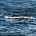 Denuncian haber encontrado ballena muerta cerca de donde se realiza prospección sísmica 