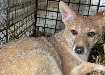 ECFA liberó a la zorra gris que fue hallada meses atrás en un estacionamiento de Montevideo
