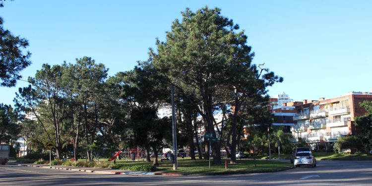 Marchó a prisión hombre que robó una cartera y provocó la caída de una mujer en Punta del Este