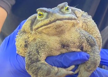 Apareció un sapo de la arena “gigante” en Piriápolis y sorprendió por su tamaño