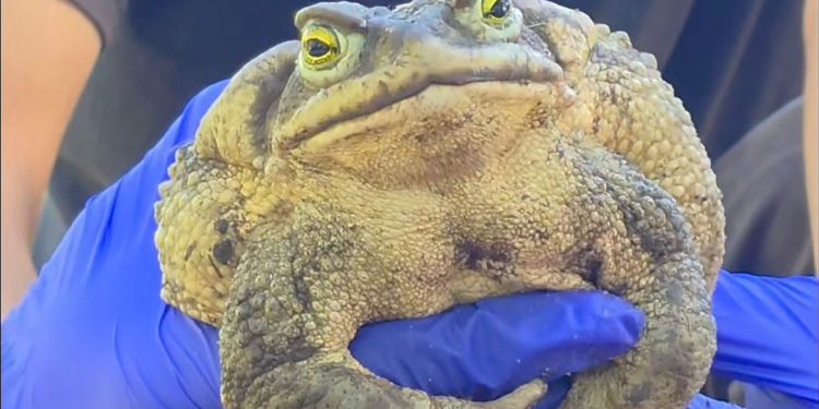 Apareció un sapo de la arena “gigante” en Piriápolis y sorprendió por su tamaño
