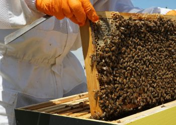 Impulso al desarrollo rural: abren inscripciones para curso de apicultura en Maldonado