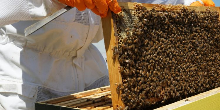 Impulso al desarrollo rural: abren inscripciones para curso de apicultura en Maldonado