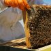 Impulso al desarrollo rural: abren inscripciones para curso de apicultura en Maldonado