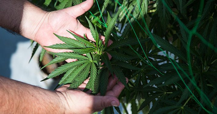 Cae el narcotráfico clásico a 13 años de haber regulado el mercado de  cannabis