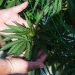 Cae el narcotráfico clásico a 13 años de haber regulado el mercado de  cannabis