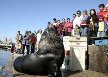 Turistas, dinero y fauna en riesgo: detenido por lucrar con lobos marinos en el puerto de Punta del Este