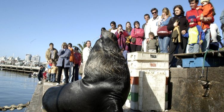 Turistas, dinero y fauna en riesgo: detenido por lucrar con lobos marinos en el puerto de Punta del Este