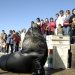 Turistas, dinero y fauna en riesgo: detenido por lucrar con lobos marinos en el puerto de Punta del Este