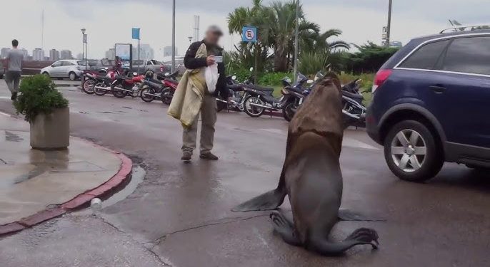 Liberado pero bajo advertencia: pescador investigado por lucrar y maltratar lobos marinos en el Puerto