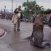 Liberado pero bajo advertencia: pescador investigado por lucrar y maltratar lobos marinos en el Puerto