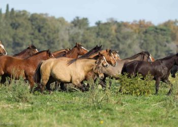 Uruguay será sede de certamen internacional de caballos criollos
