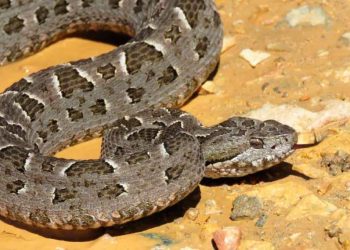 Qué hacer ante picaduras de araña, mordeduras de serpiente o contacto con murciélagos