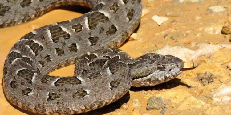 Qué hacer ante picaduras de araña, mordeduras de serpiente o contacto con murciélagos