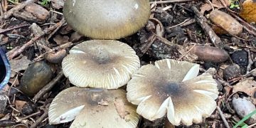 Temporada de recolección de hongos: los cuidados que hay que tener para evitar intoxicaciones