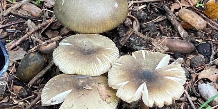 Temporada de recolección de hongos: los cuidados que hay que tener para evitar intoxicaciones