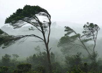 Maldonado entre los departamentos más afectados por el temporal; vientos superaron 100 km/h y hubo al menos 15 intervenciones de Bomberos