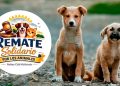 Este Domingo Remate online para ayudar a animales rescatados en Maldonado