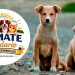 Este Domingo Remate online para ayudar a animales rescatados en Maldonado