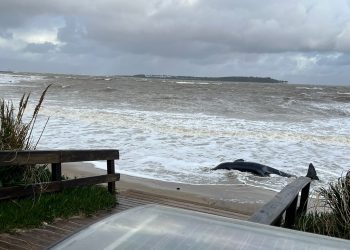 Orca continúa en Parada 1 de Playa Mansa y sigue el operativo de evaluación