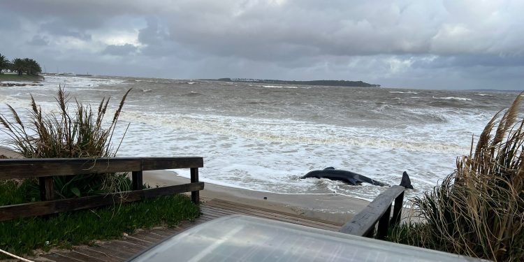 Orca continúa en Parada 1 de Playa Mansa y sigue el operativo de evaluación