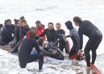 Intenso operativo para retirar a la Orca varada en Parada 1 de la Mansa