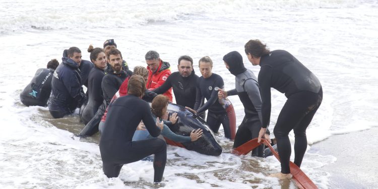 Intenso operativo para retirar a la Orca varada en Parada 1 de la Mansa