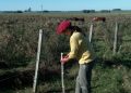 Hoy se conmemora el Día del Trabajador Rural