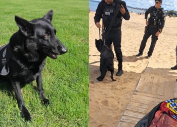 Héroe de cuatro patas: clave operativo con can permitió hallar a un adulto mayor desaparecido