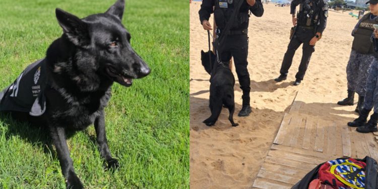 Héroe de cuatro patas: clave operativo con can permitió hallar a un adulto mayor desaparecido