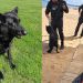 Héroe de cuatro patas: clave operativo con can permitió hallar a un adulto mayor desaparecido